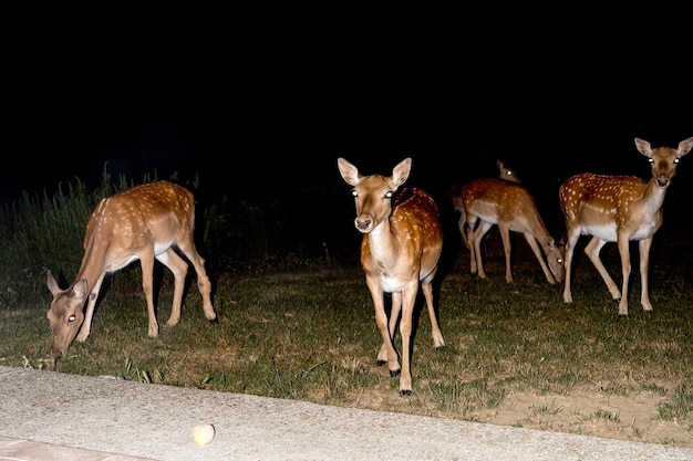 Daims la nuit isolés sur fond noir