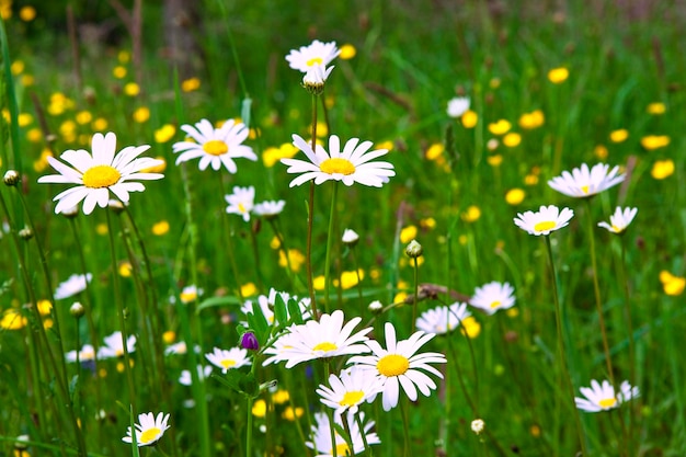 Daisies