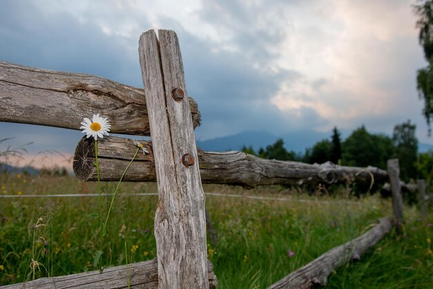 Daisies