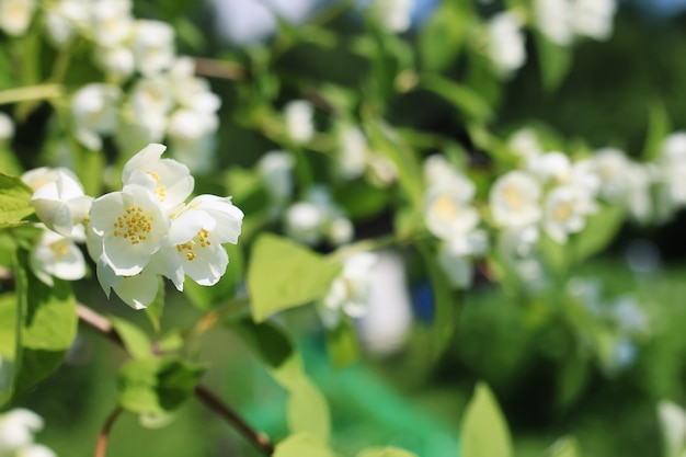 Daisy et buisson de jasmin en été