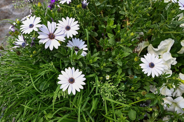 Daisy Camomille Plante à fleurs vivaces Belle fleur abstrait de la vue de dessus de la nature