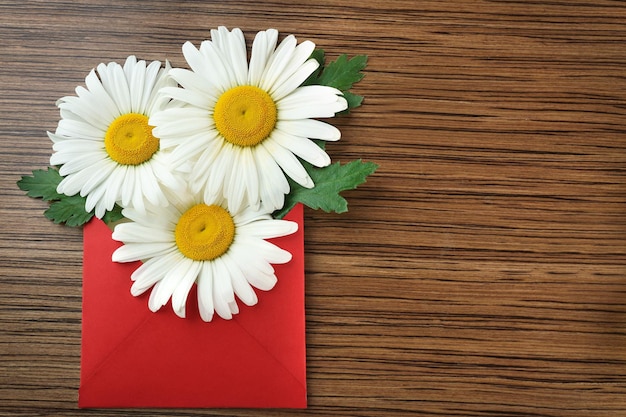 Daisy en enveloppe sur table