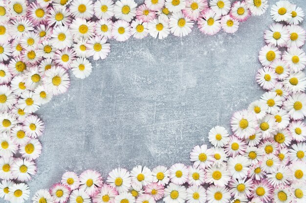 Daisy fleurs cadre sur béton gris