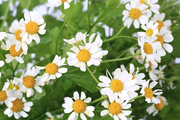 Daisy avec flou artistique sur fond blanc