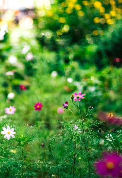 Daisy garden jardinage fleurs et concept de style nature