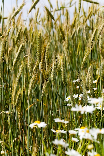 Daisy poussant dans le domaine agricole sur lequel poussent les céréales