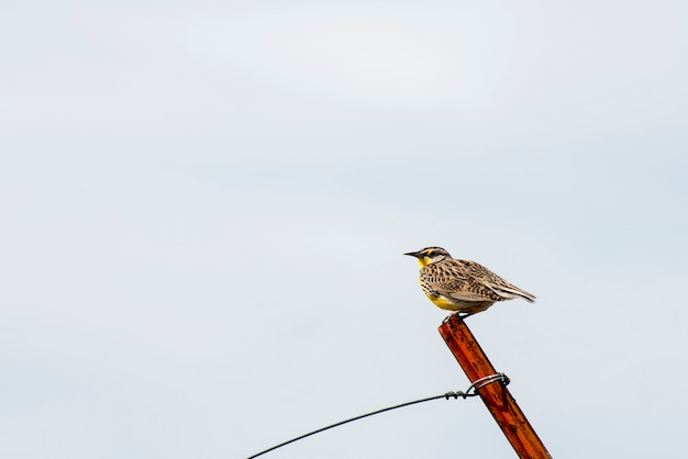 Dakota du Sud. Parc national des Badlands. Sturnelle des prés de l'Ouest, Sturnella négligea assis sur un piquet.