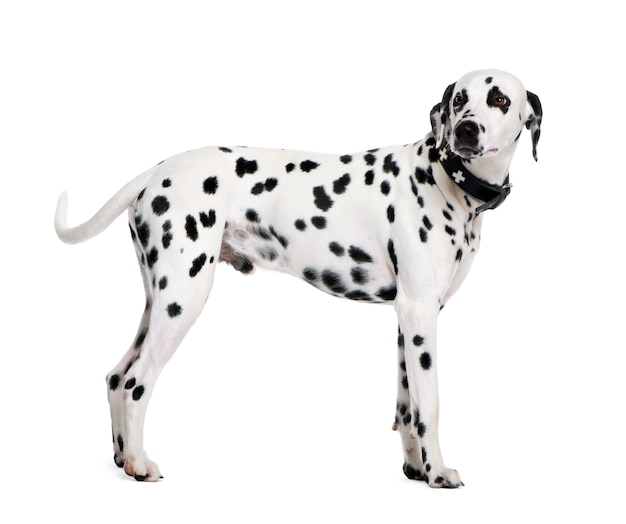 Dalmatien, 2 ans. Portrait de chien isolé