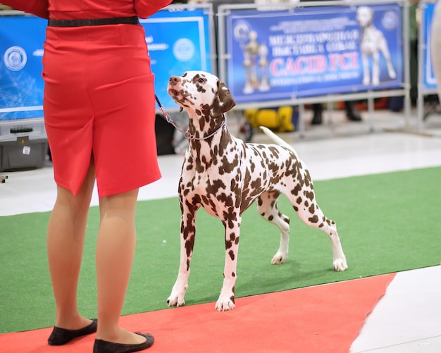 Dalmatien tacheté mignon regarde le gestionnaire