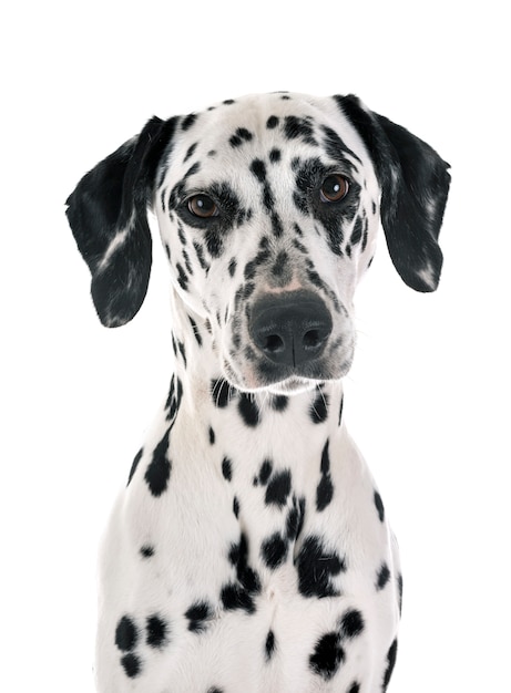 dalmatien