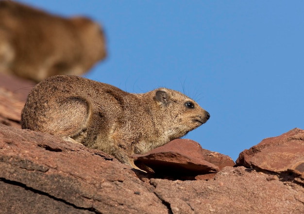 Daman des rochers Procavia capensis