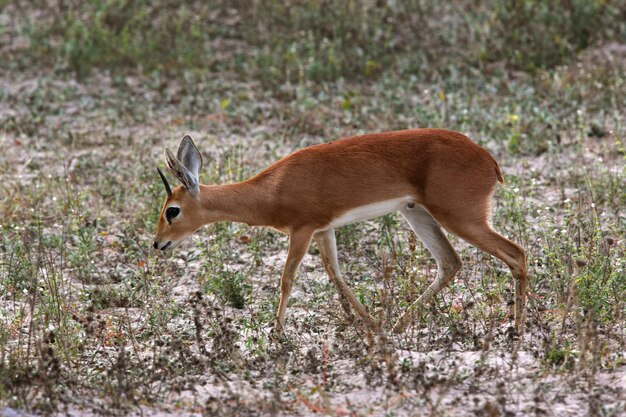 Damara Dik Dik Damaraland Namibie