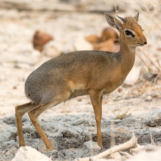 Damara dik dik urine sur un paysage stérile