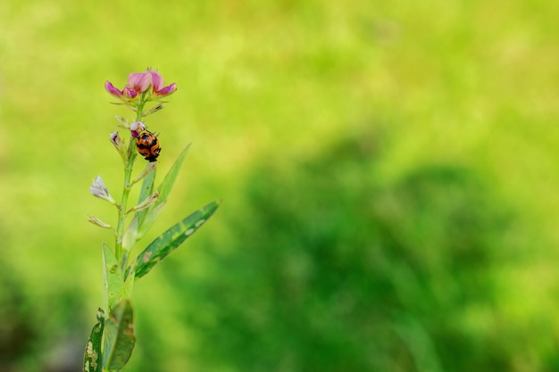 Photo dame bug sur fleur rose