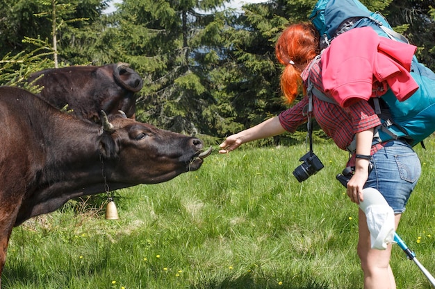 Dame nourrissant la vache avec de l'herbe sur la photographie panoramique de prairie