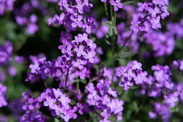 Dame's Rocket Sweet Rocket ou Dame's Violet Hesperis matronalis