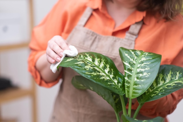 Dame en tablier nettoyant doucement en essuyant la plante récemment transplantée à la maison fleurs domestiques