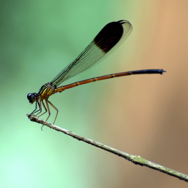 Photo damsel fly