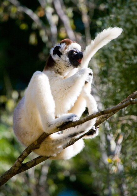 Dancing Sifaka est assis sur un arbre