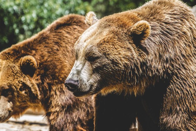 danger, bel ours brun poilu, mammifère