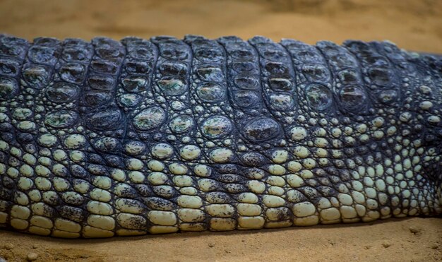 Dangereux, un alligator est un crocodilien du genre Alligator de la famille des Alligatoridae, texture rapprochée de la peau d'alligator