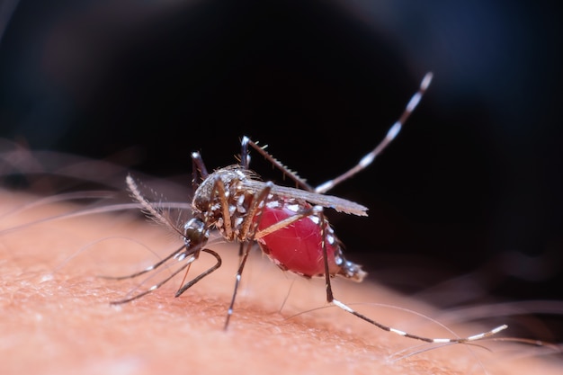 Dangereux virus Zica aedes aegypti moustique sur la peau humaine,