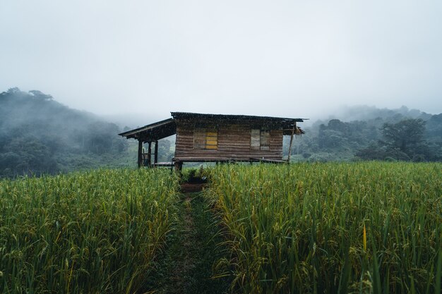 Dans une cabane dans une rizière verte, jour de repos, repos sous la pluie