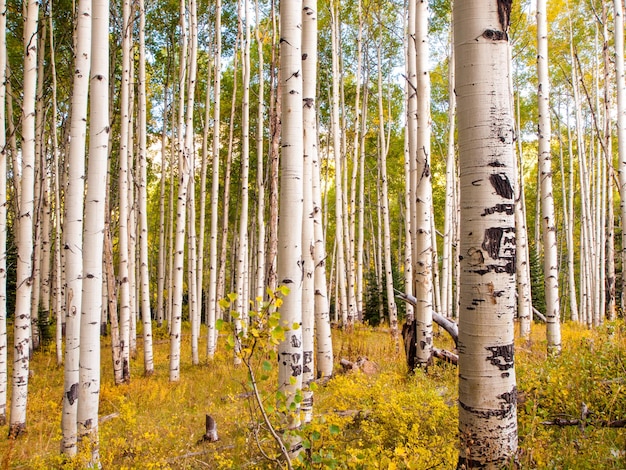 Dans la chaîne de San Juan des montagnes Rocheuses du Colorado, l'automne donne aux trembles un jaune doré qui contraste avec leurs troncs blancs.