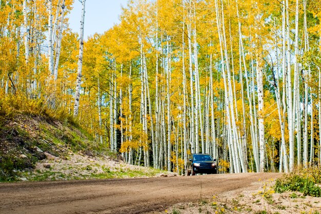 Dans la chaîne de San Juan des montagnes Rocheuses du Colorado, l'automne donne aux trembles un jaune doré qui contraste avec leurs troncs blancs.