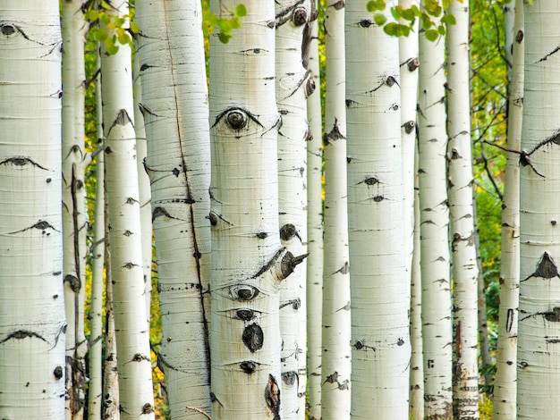 Dans la chaîne de San Juan des montagnes Rocheuses du Colorado, l'automne donne aux trembles un jaune doré qui contraste avec leurs troncs blancs.