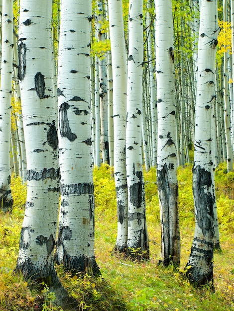 Dans la chaîne de San Juan des montagnes Rocheuses du Colorado, l'automne donne aux trembles un jaune doré qui contraste avec leurs troncs blancs.
