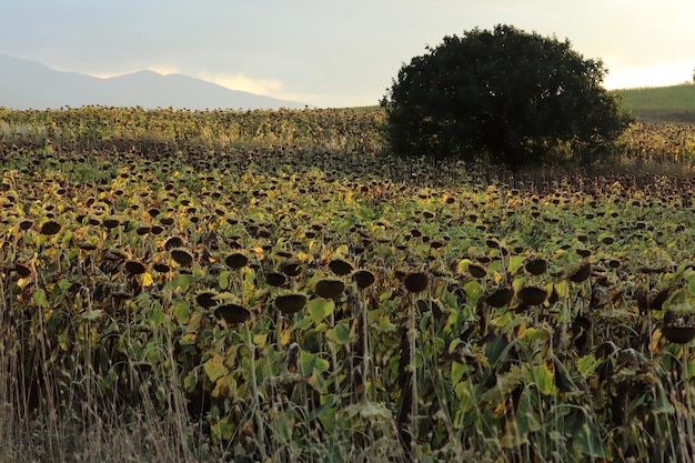 Dans le champ tournesol mûr