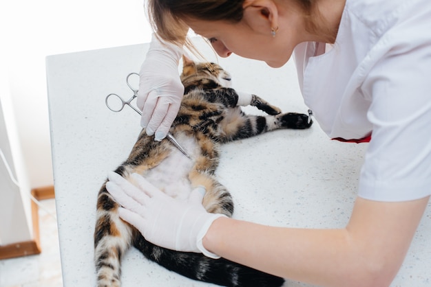 Dans une clinique vétérinaire moderne, le chat est examiné et préparé pour la chirurgie en se rasant le ventre. Clinique vétérinaire