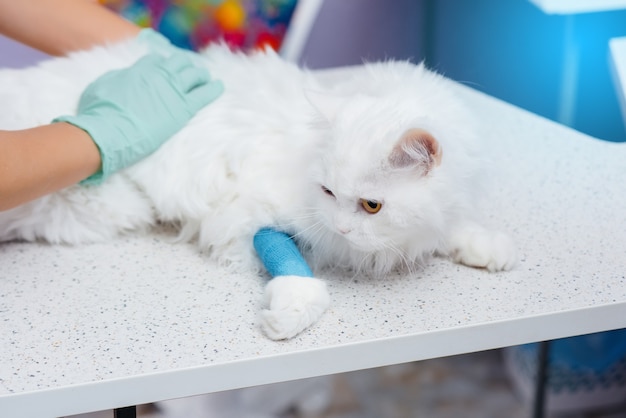 Dans une clinique vétérinaire moderne, un chat pur-sang est examiné et traité sur la table. Clinique vétérinaire.