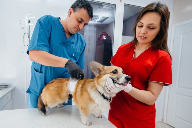 Dans une clinique vétérinaire moderne, un chien Corgi pur-sang est examiné. Clinique vétérinaire.