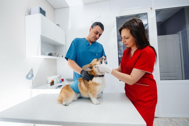 Dans une clinique vétérinaire moderne, un chien Corgi pur-sang est examiné. Clinique vétérinaire.