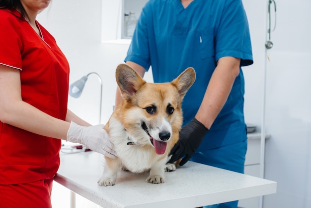 Dans une clinique vétérinaire moderne, un chien Corgi pur-sang est examiné. Clinique vétérinaire