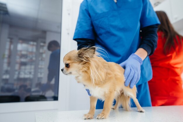 Dans une clinique vétérinaire moderne, un chihuahua pur-sang est examiné et traité sur la table. Clinique vétérinaire.