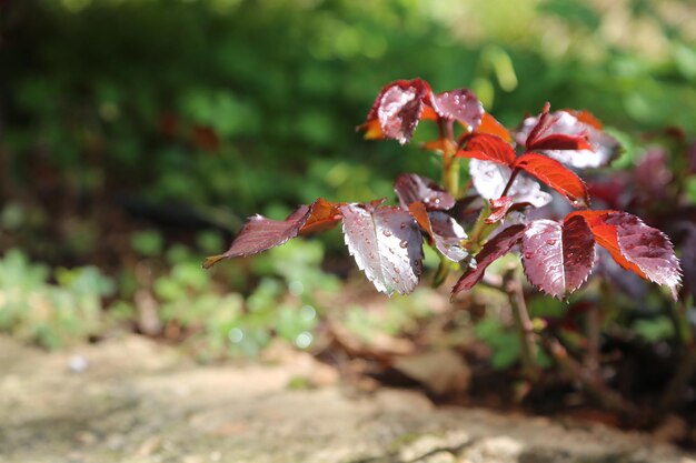 Photo dans des conditions plus chaudes, les plantes peuvent absorber plus de dioxyde de carbone en utilisant du carbone