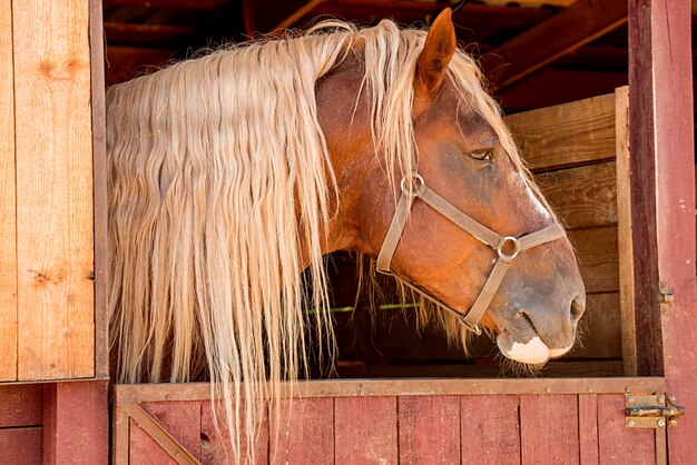 Dans l'écurie, la tête du cheval est brune. Monter à cheval. Fermer.