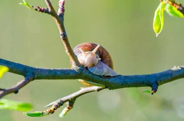 Dans une ferme, des escargots rampent le long des arbres fruitiers.