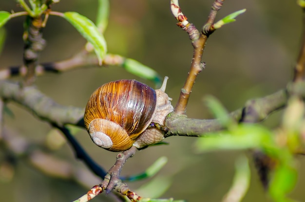 Dans une ferme, les escargots rampent le long des arbres fruitiers