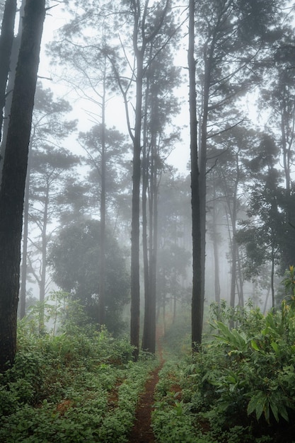 Dans la forêt et les arbres verts