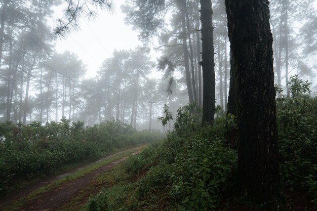 Dans la forêt et les arbres verts