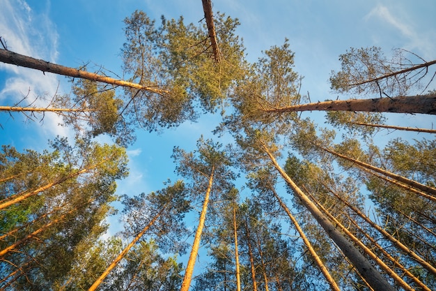 Dans la forêt au coucher du soleil. Composition de la nature