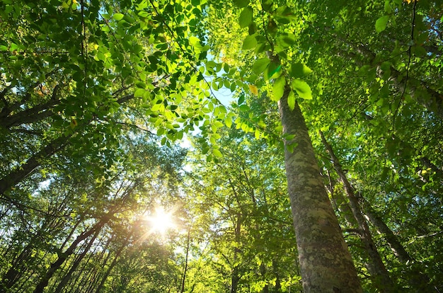 Dans la forêt Composition de la nature