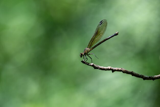 Dans la forêt, des libellules se perchent sur des branches sur fond vert.