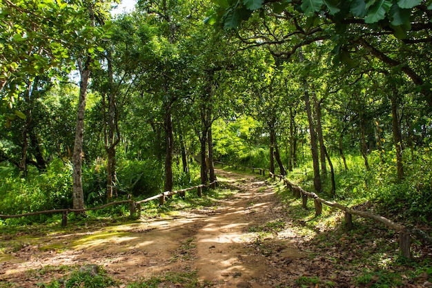 Dans la forêt sur la montagne au parc national de Sai Thong en Thaïlande.