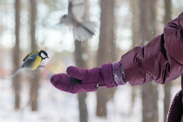 Dans la forêt, l'oiseau prend les graines de sa main en nourrissant les oiseaux en hiver, la sittelle, la mésange, la mésange