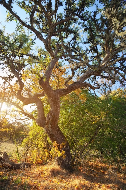 Dans la forêt